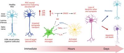 Mechanisms of retinal ganglion cell injury following acute increases in intraocular pressure